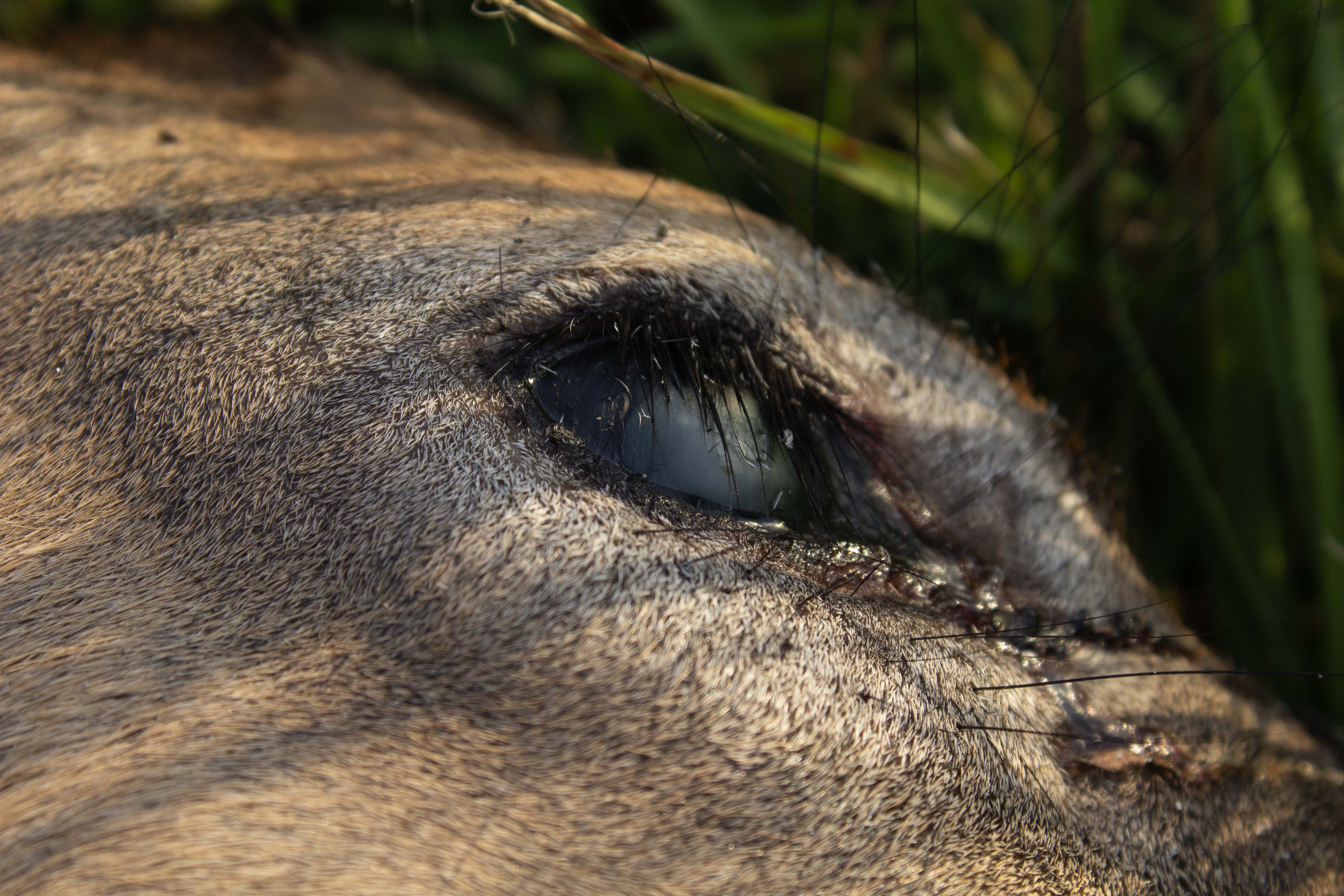 The Blood on the Pavement of a Quiet London Street